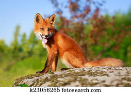 fox fox