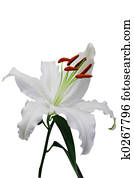 Lily Lily