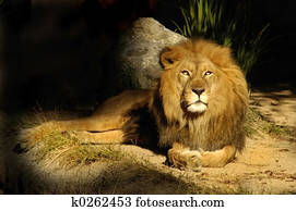 Lion King Sage Lion King Sage
