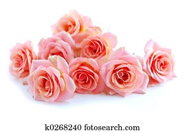 Pink roses on white Pink roses on white