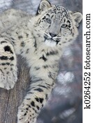 snow leopard cub snow leopard cub
