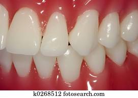 Teeth Teeth