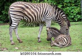 zebra zebra