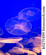 Jellyfish Glow Jellyfish Glow
