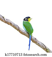 Long-tailed Broadbill