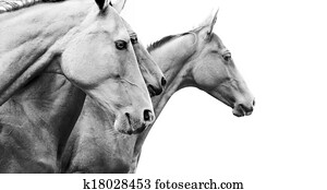 purebred horses purebred horses