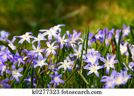 Spring flowers Spring flowers