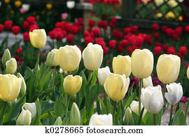 spring tulips spring tulips