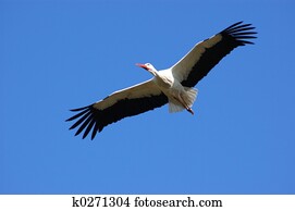 Stork, symbol of spring.