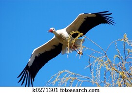 Stork, symbol of spring.