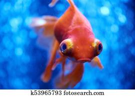 金魚 後ろ から 画像コレクション K Fotosearch