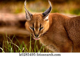 animal, -, caracal