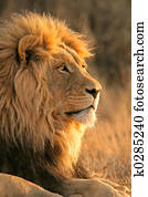 Big male lion Big male lion