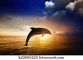 Dolphin jumping