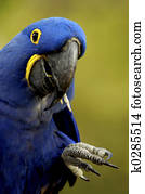 Hyacinth Macaw
