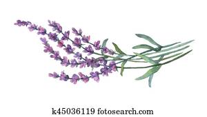 Lavender flowers. Watercolor illustration on white background. Lavender flowers. Watercolor illustration on white background.