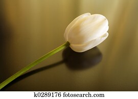 One White Tulip