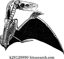 pterodactyl bat