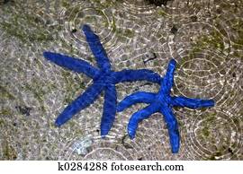 Starfish Blue Starfish Blue