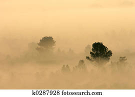 Trees in mist