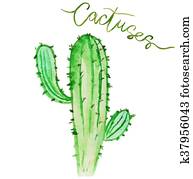 Watercolor cactus Watercolor cactus