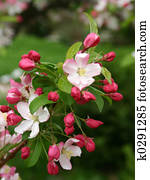 Apple Blossom