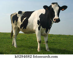 cow cow