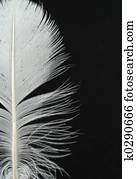 feather details on b feather details on b