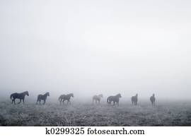 Gallping in the Mist