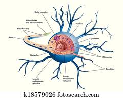 nerve cell nerve cell