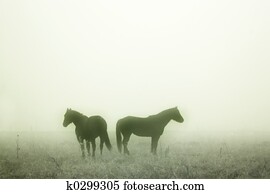 Prairie Horses Prairie Horses