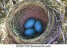 robin eggs robin eggs
