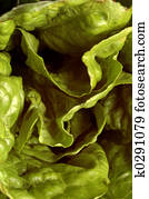 romaine romaine