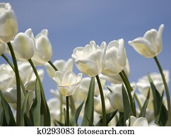 tulips tulips