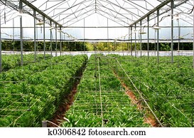 greenhouse greenhouse