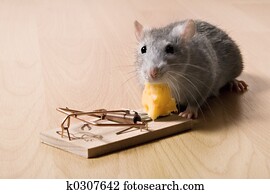 rat and cheese rat and cheese