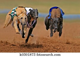 Sprinting greyhounds Sprinting greyhounds