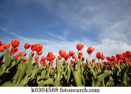 Tulips Tulips