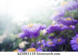 Flowers Flowers