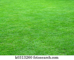 Football field grass Football field grass