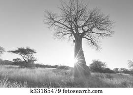 Large baobab tree without leaves at sunrise with clear sky artistic conversion