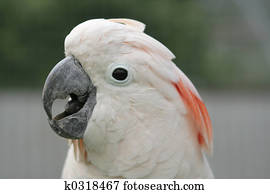 Moluccan Cockatoo