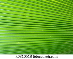 Palm Leaf