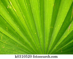 Palm Leaf