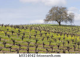 Wine Grapes Napa Valley California Stock Photo Images. 1,130 wine