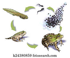 צפרדע, מחזור של חיים