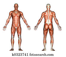 Anatomy Muscles Anatomy Muscles