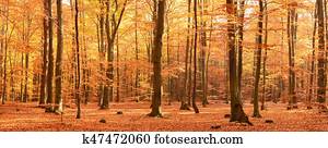 Autumn forest Autumn forest