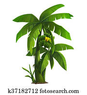banana tree banana tree