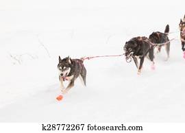 Enthusiastic sleigh dog team pulling hard Enthusiastic sleigh dog team pulling hard